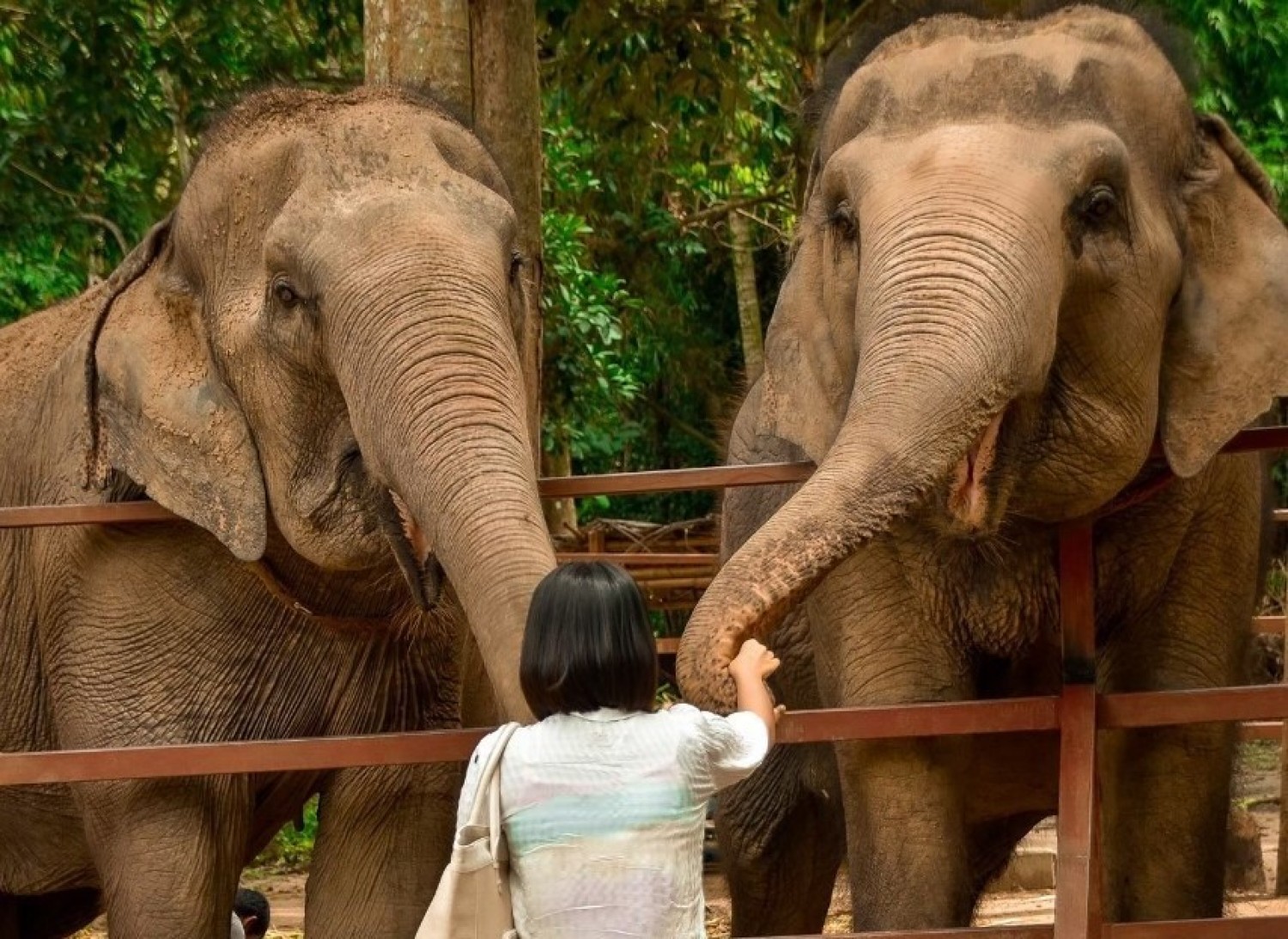 อาบน้ำช้าง ให้อาหารช้าง เกาะสมุย (Elephant Sanctuary)